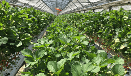 野菜、果物、乾物など食品卸売業が専門